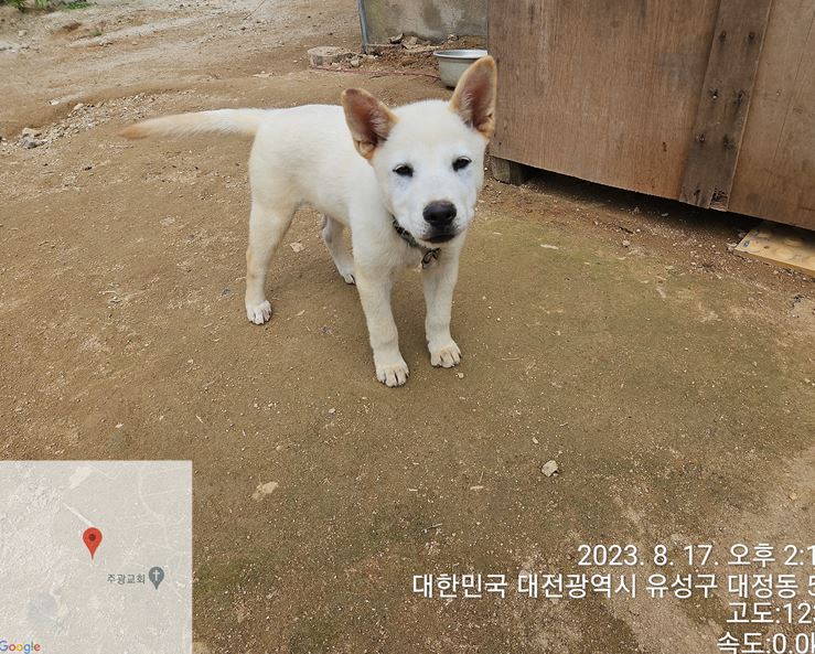 대전동물보호센터_430367202300531